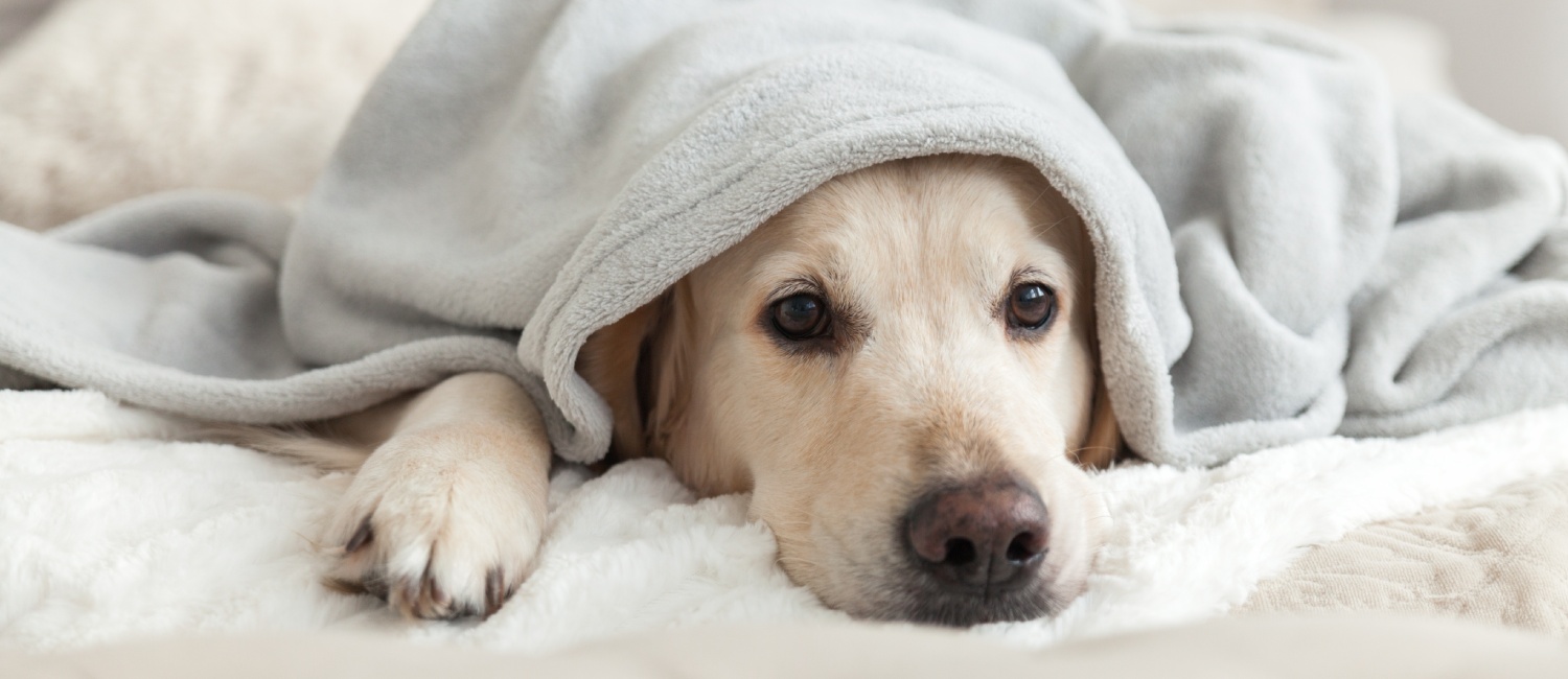 Pet-friendly accommodations at Hospitality Inn, San Bernardino